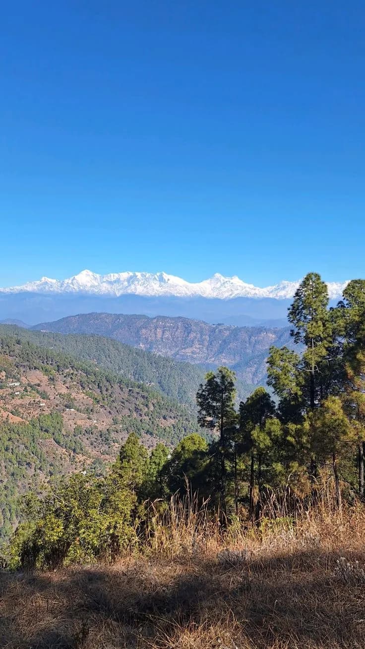 Portrait view of pine forest through a homestay window